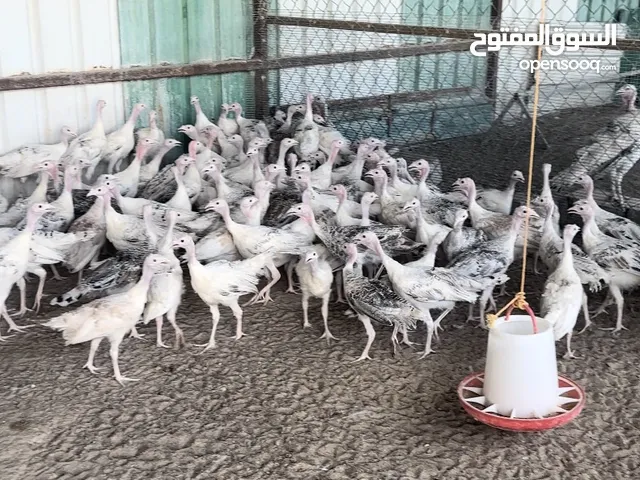 فروخ بيض مجاميع رومي