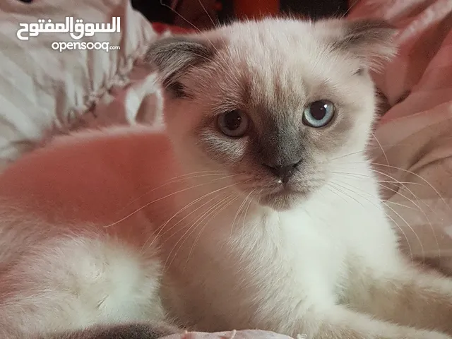 للبيع قط ذكر سكوتش فواد العمر 3شهور
