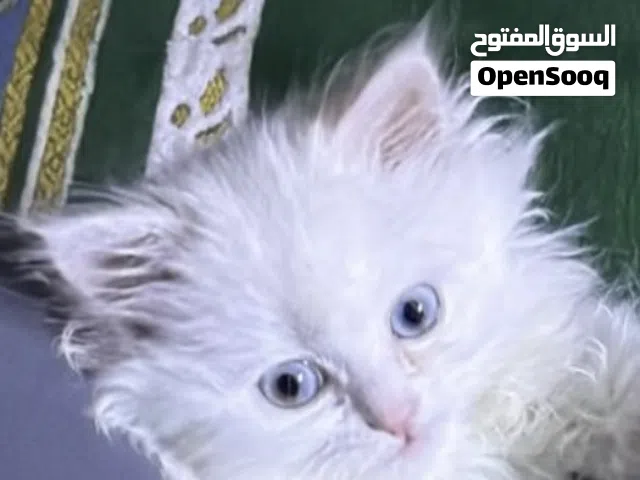 قطة شيرازى مون فيس