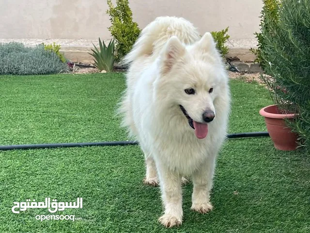 انثى ساموايد للبيع