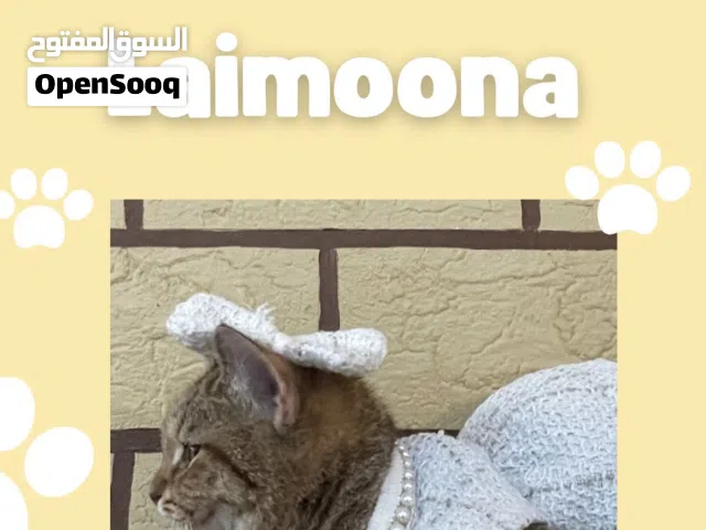 قطة للتبني