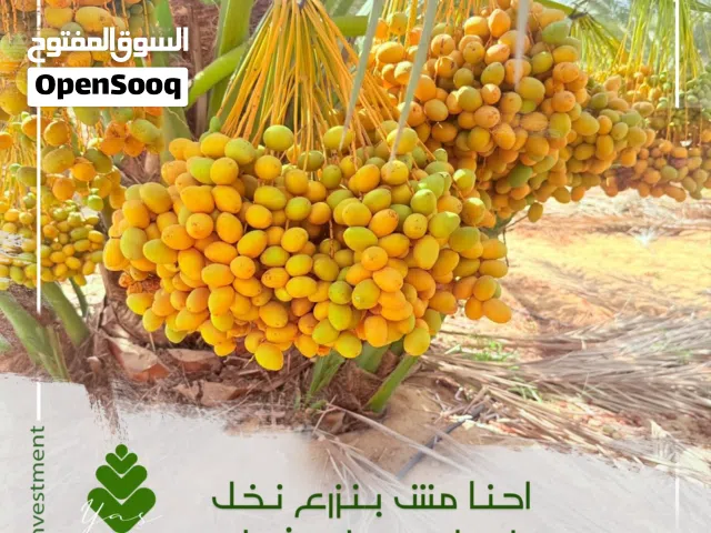 Farm Land for Sale in Cairo Other