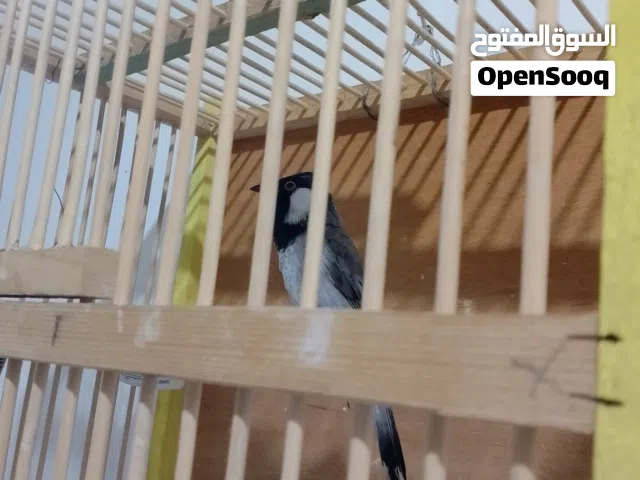 بلبل لبه للبيع فحل
