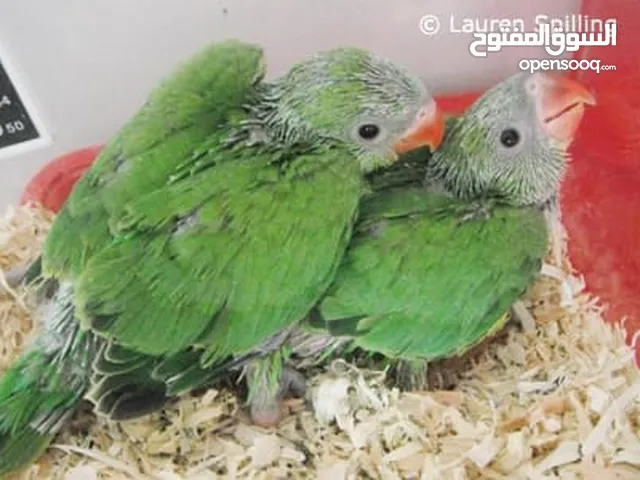 Green parrot babies