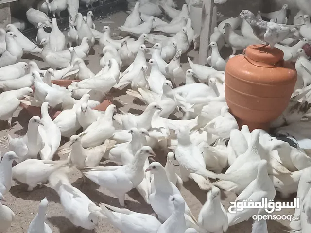 حمام لاحم جامبو  منتج ماشاء الله سلالة ممتازه وزغاليل حق الاكل بحجم ممتاز وسلكات[ محاكر ]