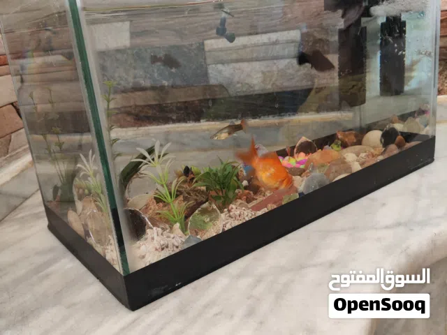 موجود أسماك للبيع بسعر 10