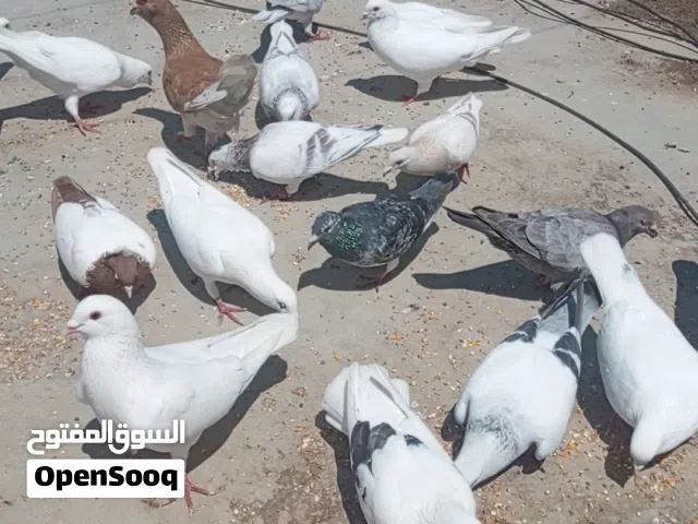 حمام كوم عددهم 36 ... انواع حلوه ومميزه .. بسعر 4 للطير .. بس البيع كوم