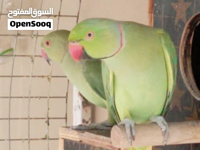 زوج دره للبيع