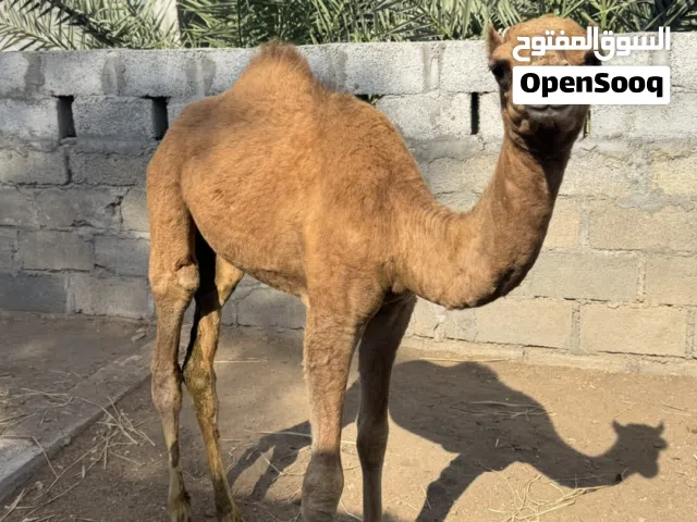 جعود سمييين