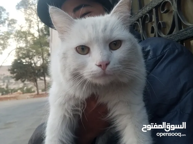 قط للبيع نوع انقري