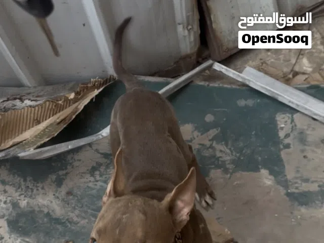 بيتبول سنتين عمره