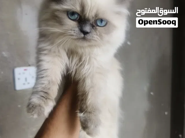 قط منزلي ابيض للتربية