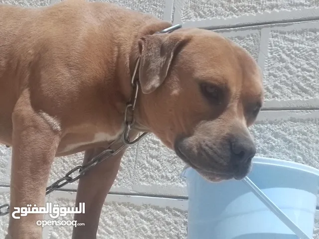 كلب بيتبول للبيع موجود في عمان طبربور بدي ابيعو بسبب السفر