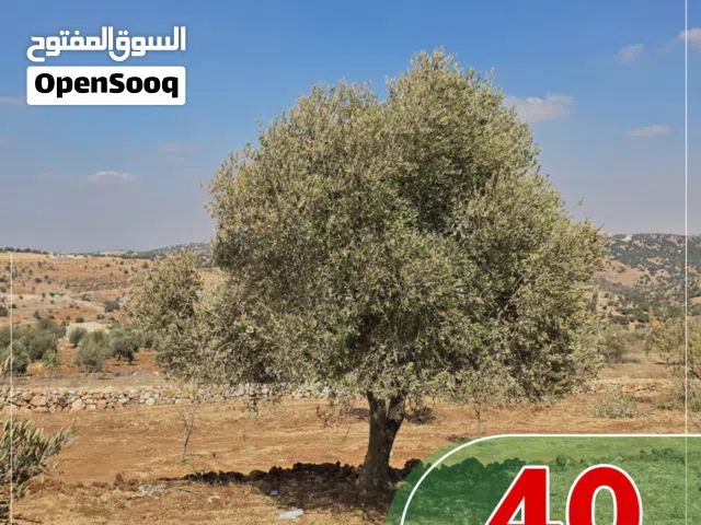 2 دونم مزروعه زيتون مكان راقي بسعر مناسب جدا قوشان مستقل  سامتا من مالك مباشره