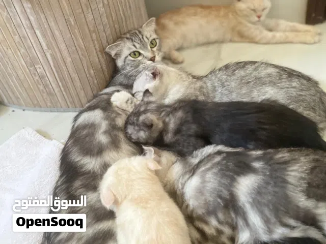 قطط نوع سكوتش للتبني /  Cats For Adoption