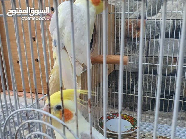 زوج كوكتيل للبيع بسعر مناسب