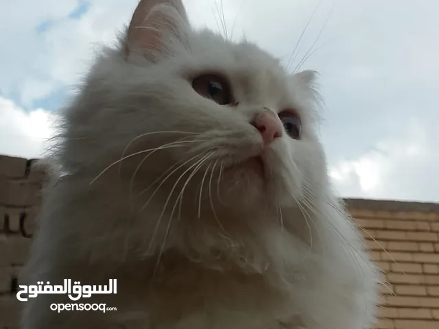 أنثى قط شيرازي للبيع