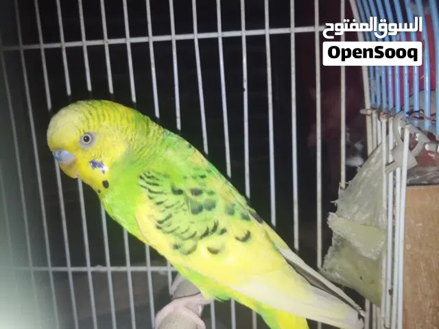 طائر بادجي البادجي
