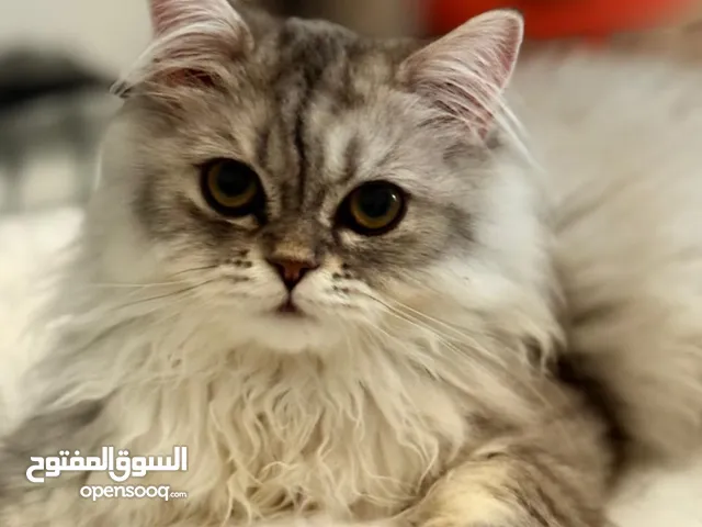 قط سيبرين الام برتيش مستورده من روسيا