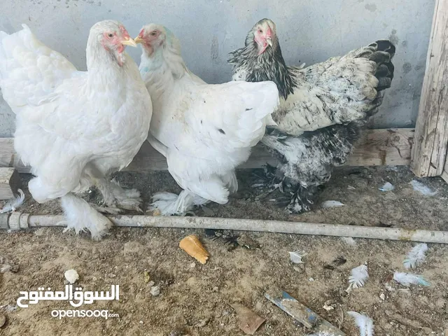 تلات دجاجات براهما