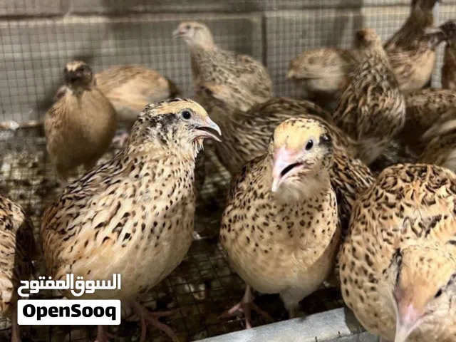 للبيع (( فري ))