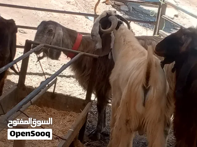 للبيع ثنيان لحم ومقنوي