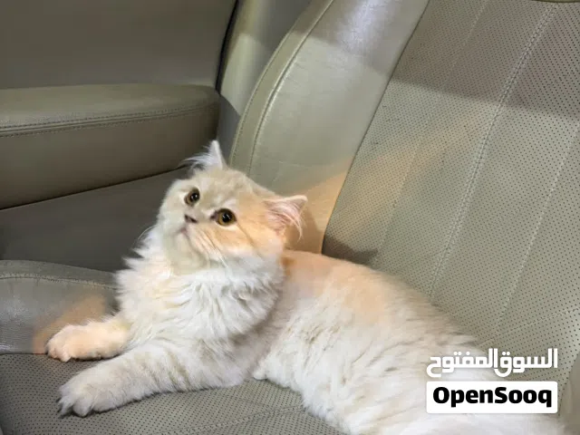 قط شيرازي عمره 4 شهور اليف جدا