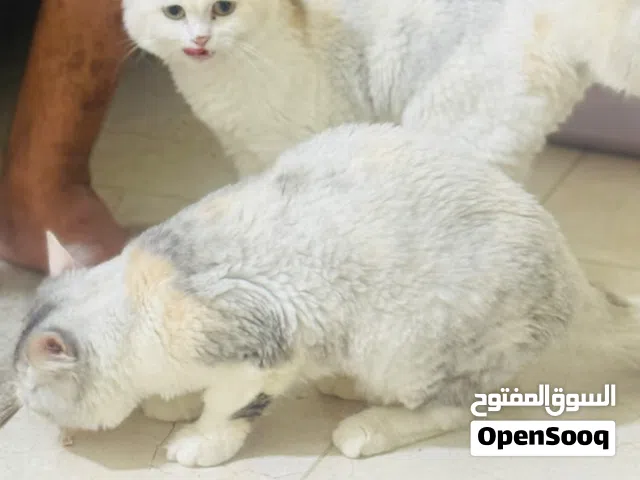 shirag cats [femaile]