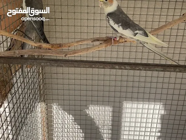 ذكور كوكتيل من الانتاج