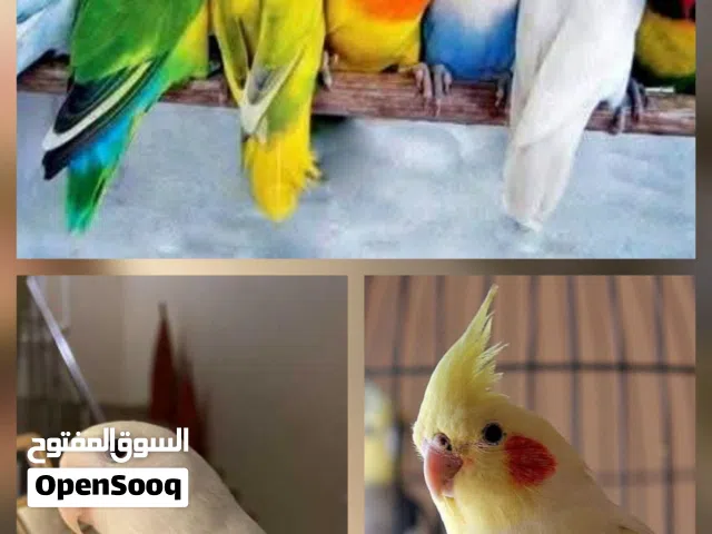 مطلوب بركديلو او كوكتيل او فيشر امروض او كوبية فيشر