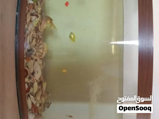 حوض سمك كبير