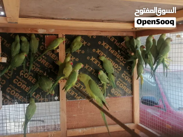 فروخ بغبغاء الدره للبيع.