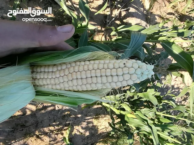 سبول للببع