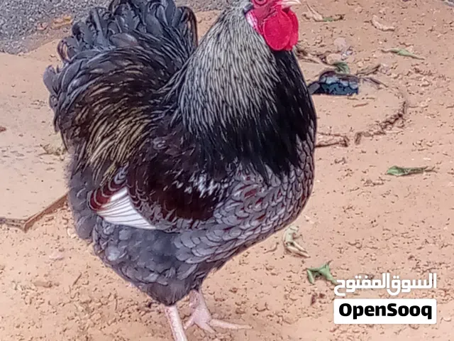يوجد فلاليس ون دوت سبرايت العمر من عشر ايام إلى شهر ونص .