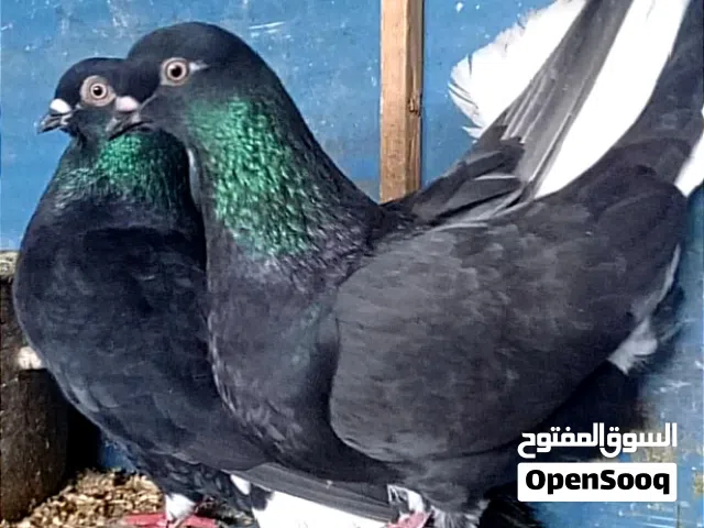 نوريات سود ذنب كوخ الطيره بنت زرازير