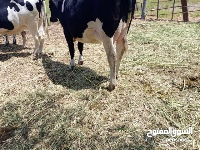 بكاكير للبيع