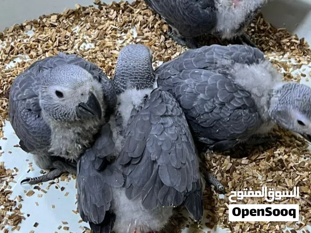 افراخ كاسكو افريقي