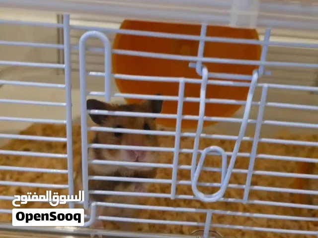 هامستر مع القفص للبيع