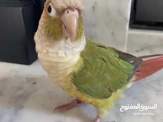بغبغاء كونيور مدرب و متكلم