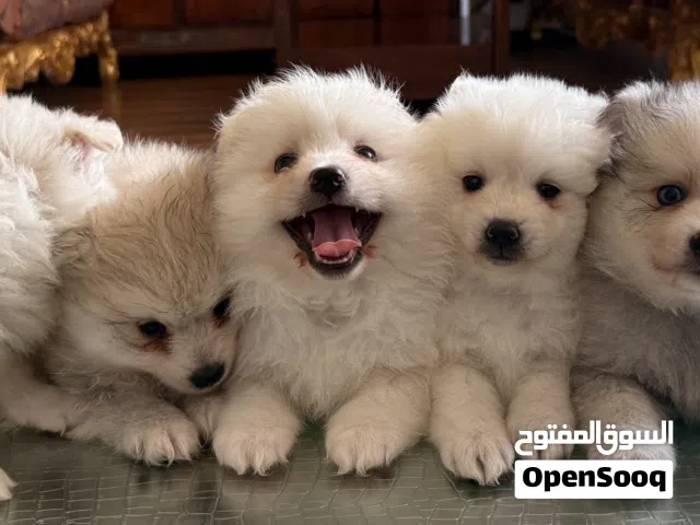 POMSKY PUPPIES