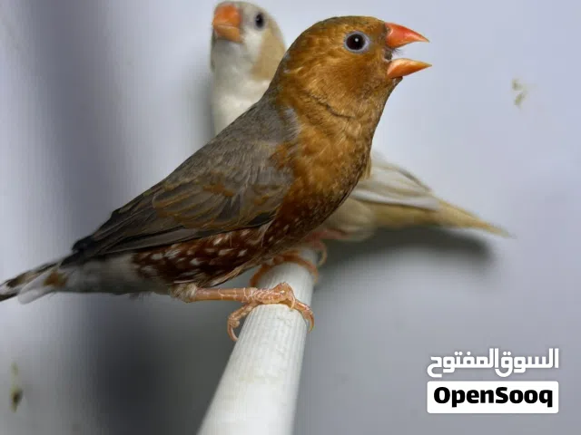 جوز فل اورنج