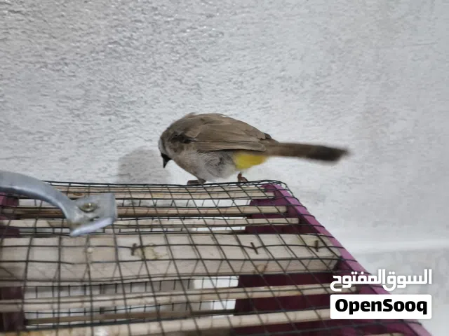 بلبل اليف طين