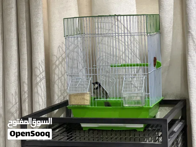 للبيع بلبل