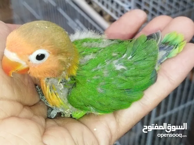 وليدات فيشر ديال الدريساج
