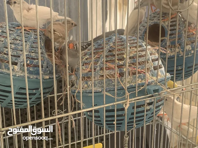 طيور زيبرا