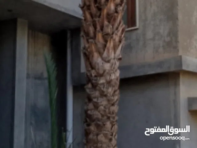 نخلة حلاوي للبيع