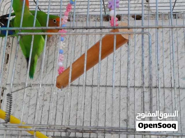بسم الله الرحمن الرحيم والصلاه محمد شغالات جوز فيشر روز