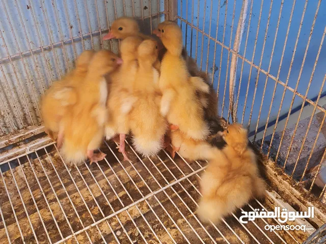بش بحريني aduck