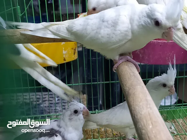 10 حبات كوكتيل البينو وبايد ووايت فيس وتوصيل لكل المحافظات