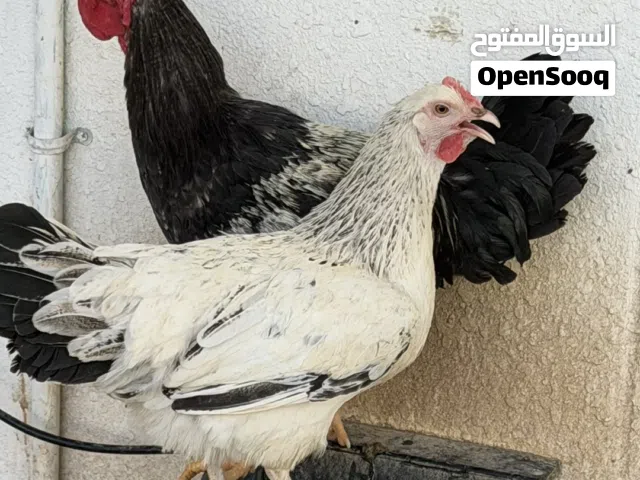 ديك عماني فرنسي